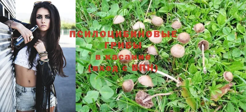 цены   Северская  это как зайти  Галлюциногенные грибы Magic Shrooms 